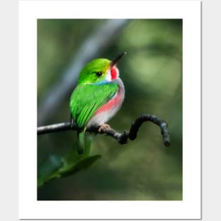 Cuban Tody Bird Posters and Art